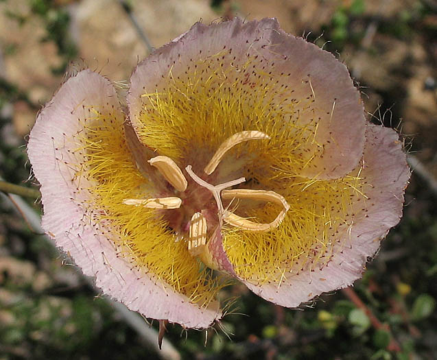 Detailed Picture 1 of Calochortus weedii var. intermedius