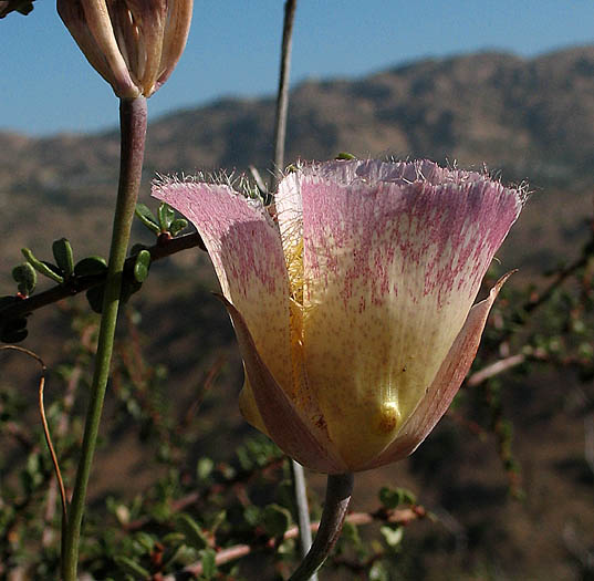 Detailed Picture 2 of Calochortus weedii var. intermedius