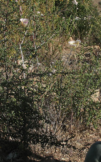 Detailed Picture 5 of Calochortus weedii var. intermedius