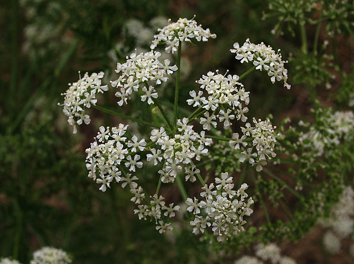 Detailed Picture 4 of Conium maculatum