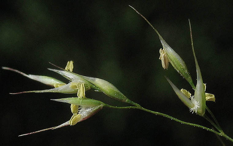 Detailed Picture 1 of Stipa miliacea var. miliacea