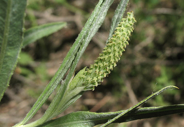 Detailed Picture 5 of Salix exigua var. hindsiana