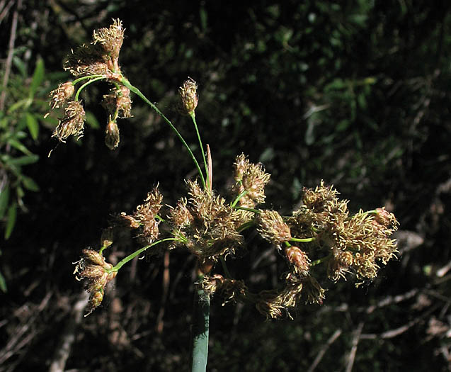 Detailed Picture 2 of Schoenoplectus acutus var. occidentalis