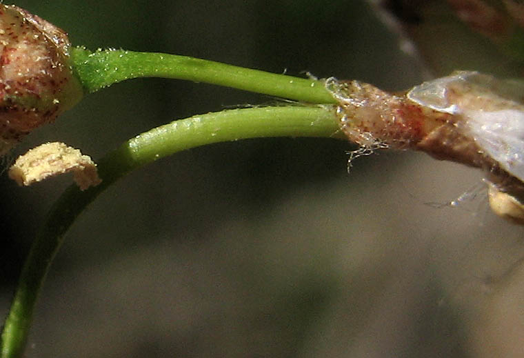 Detailed Picture 4 of Schoenoplectus acutus var. occidentalis