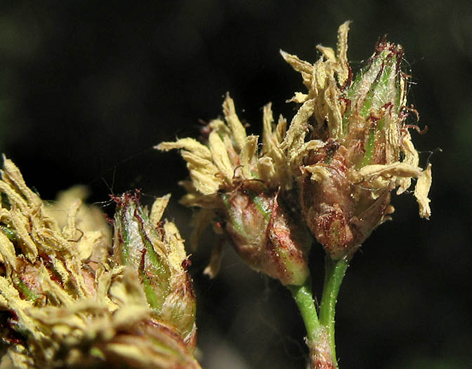 Detailed Picture 5 of Schoenoplectus acutus var. occidentalis