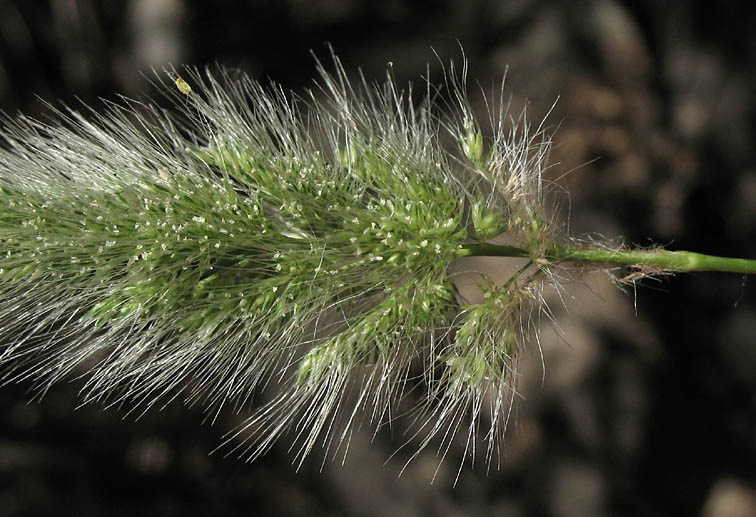 Detailed Picture 2 of Polypogon monspeliensis