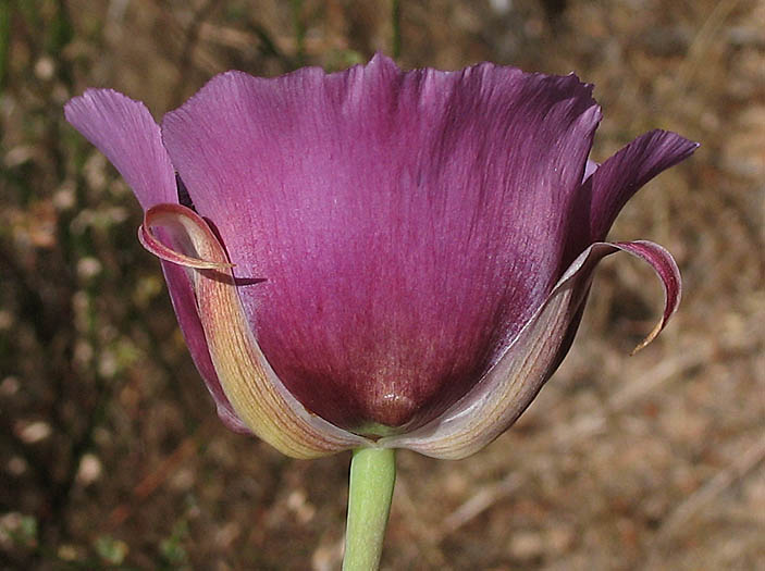 Detailed Picture 5 of Calochortus plummerae