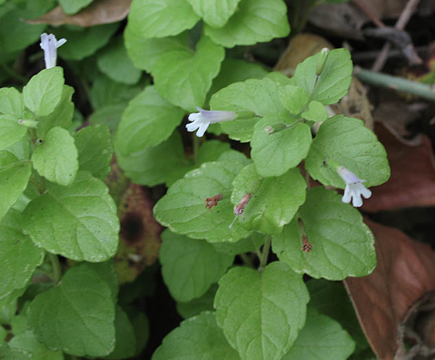 Detailed Picture 3 of Clinopodium douglasii