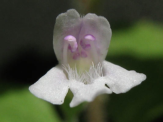 Detailed Picture 2 of Clinopodium douglasii