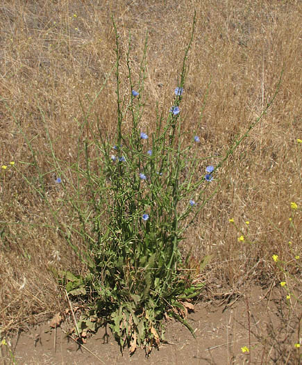 Detailed Picture 6 of Cichorium intybus