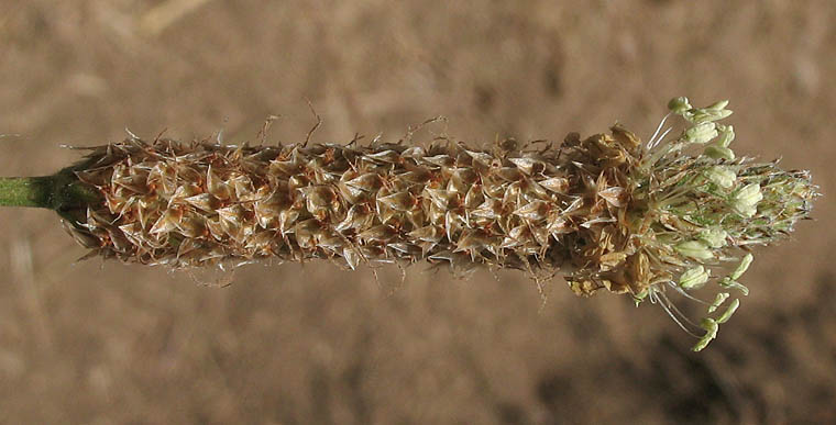 Detailed Picture 4 of Plantago lanceolata