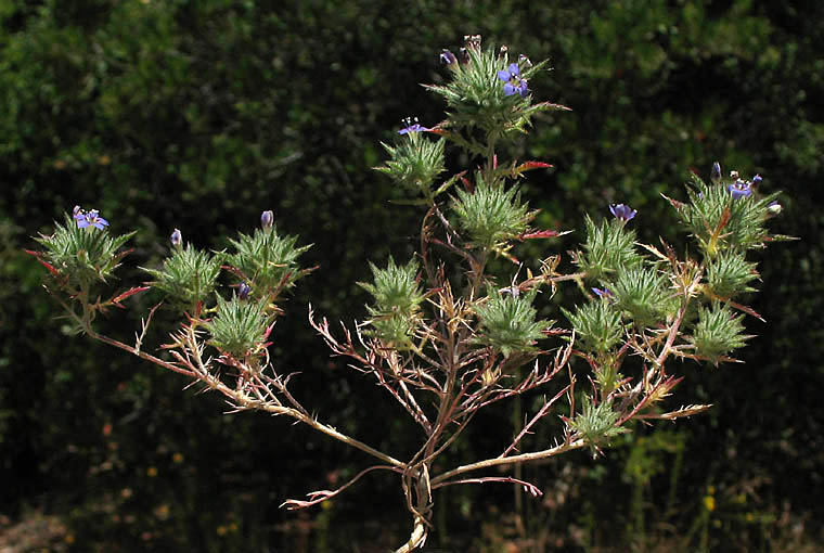 Detailed Picture 9 of Navarretia mitracarpa