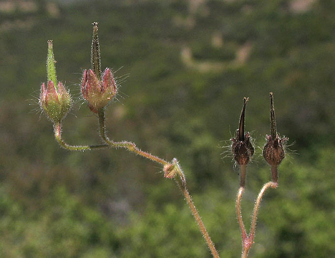 Detailed Picture 7 of Geranium molle