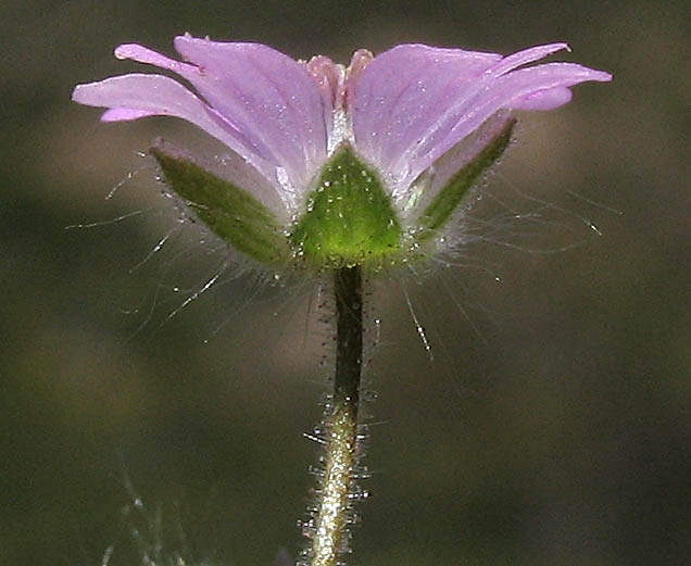 Detailed Picture 2 of Geranium molle