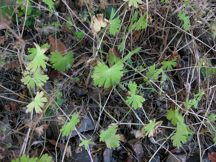 Detailed Picture 6 of Geranium molle