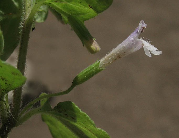 Detailed Picture 1 of Clinopodium douglasii