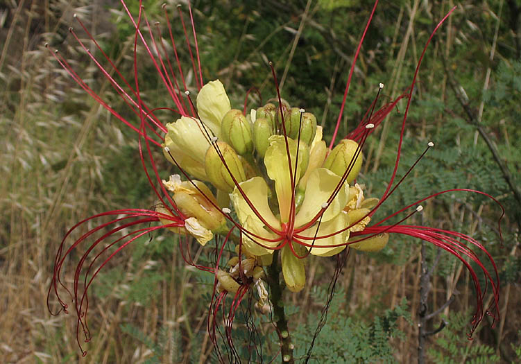 Detailed Picture 1 of Caesalpinia gilliesii