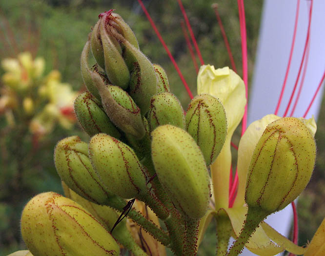 Detailed Picture 3 of Caesalpinia gilliesii