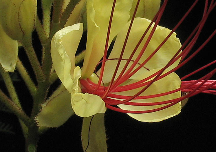 Detailed Picture 2 of Caesalpinia gilliesii