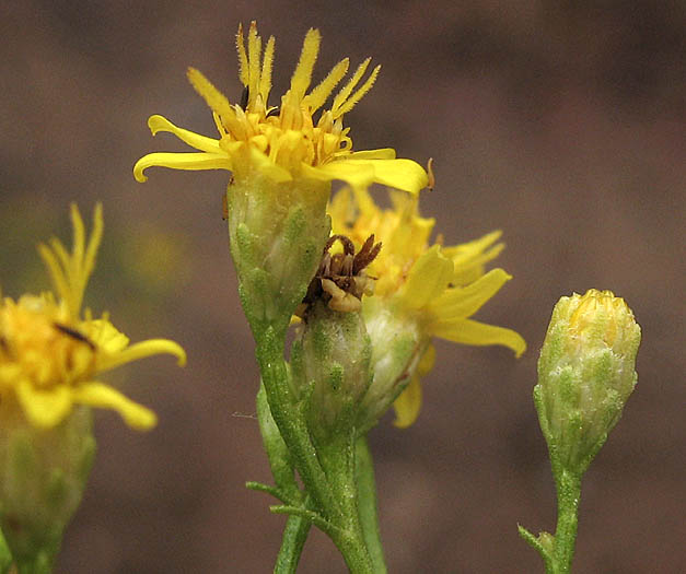 Detailed Picture 3 of Gutierrezia californica