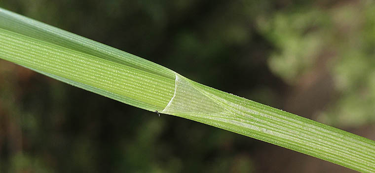 Detailed Picture 9 of Bolboschoenus maritimus ssp. paludosus