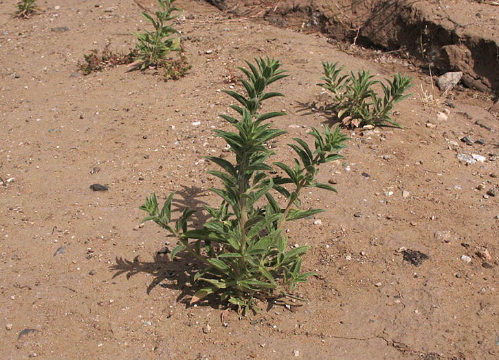 Detailed Picture 5 of Trichostema lanceolatum