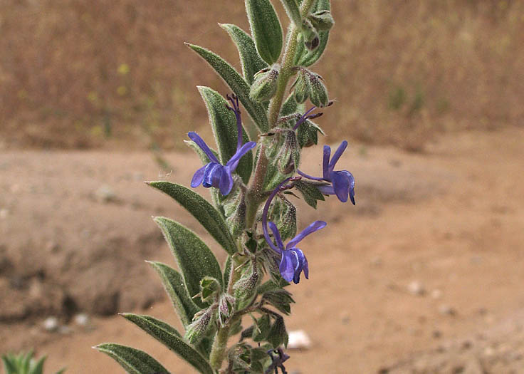 Detailed Picture 4 of Trichostema lanceolatum