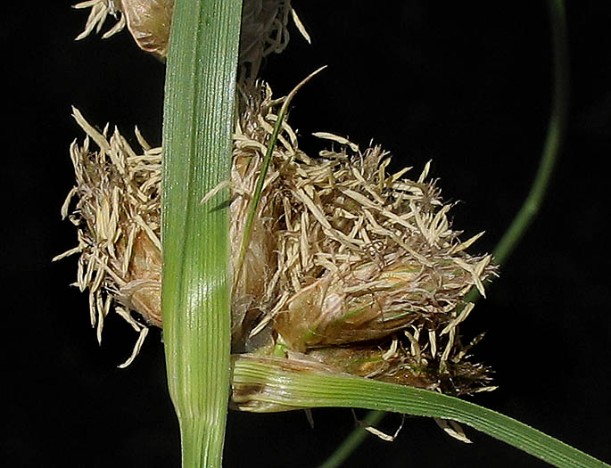 Detailed Picture 4 of Bolboschoenus maritimus ssp. paludosus