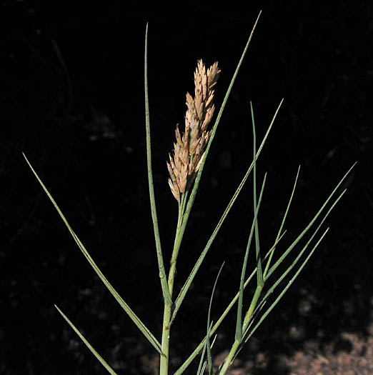 Detailed Picture 1 of Distichlis spicata