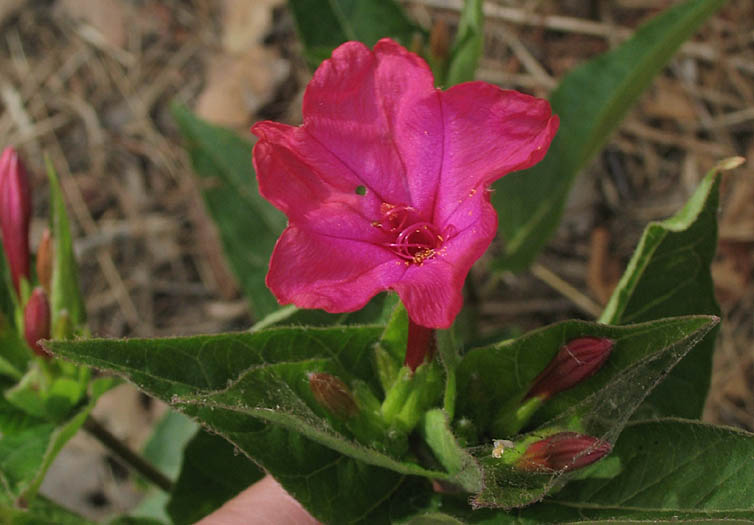 Detailed Picture 2 of Mirabilis jalapa var. jalapa