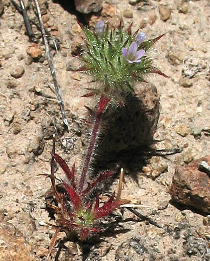 Detailed Picture 5 of Navarretia mellita