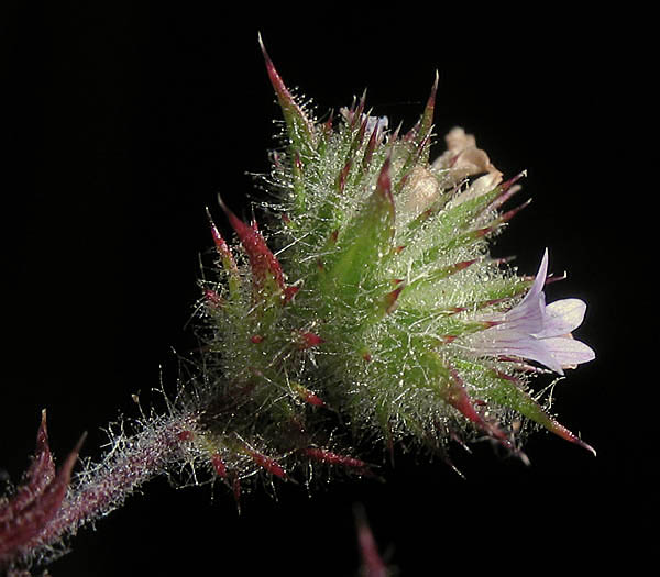 Detailed Picture 3 of Navarretia mellita