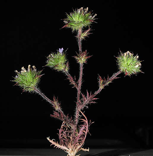 Detailed Picture 4 of Navarretia mellita