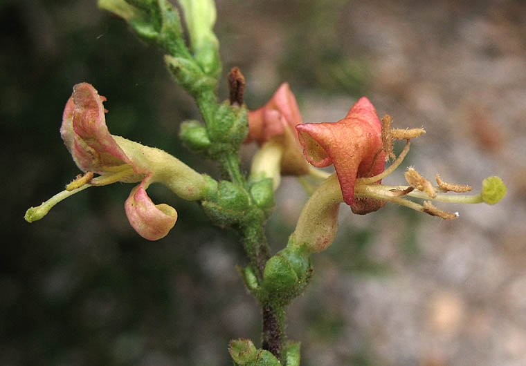 Detailed Picture 1 of Lonicera subspicata var. denudata