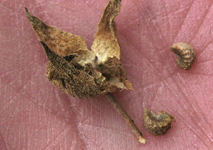 Detailed Picture 8 of Sidalcea sparsifolia