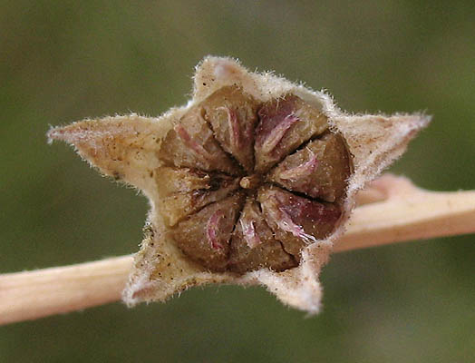 Detailed Picture 7 of Sidalcea sparsifolia