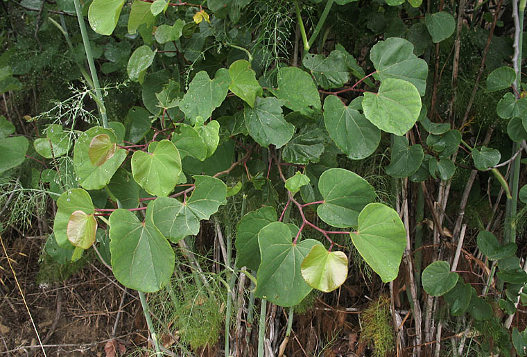 Detailed Picture 5 of Cercis occidentalis