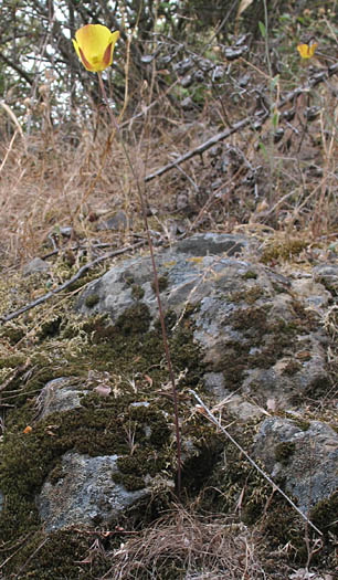 Detailed Picture 5 of Calochortus clavatus var. gracilis