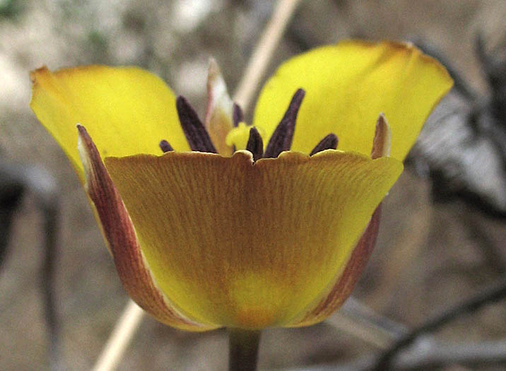 Detailed Picture 2 of Calochortus clavatus var. gracilis