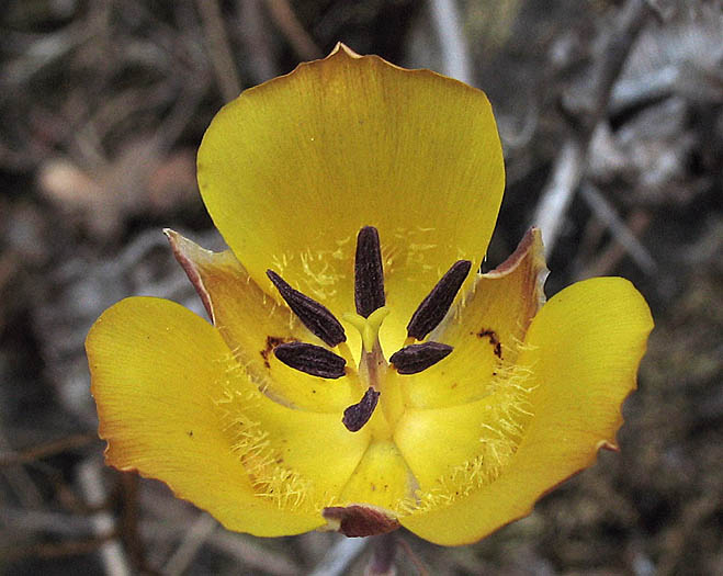 Detailed Picture 3 of Calochortus clavatus var. gracilis