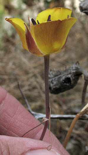 Detailed Picture 4 of Calochortus clavatus var. gracilis