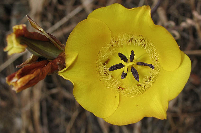 Detailed Picture 1 of Calochortus clavatus var. gracilis