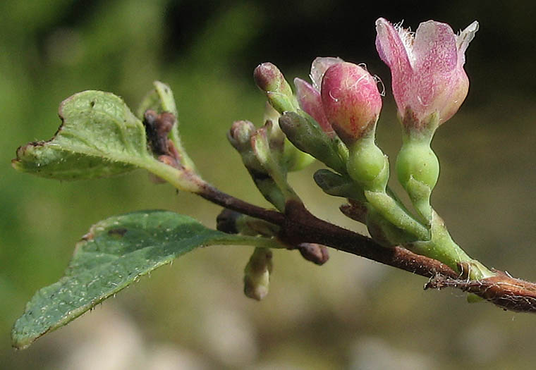 Detailed Picture 2 of Symphoricarpos mollis