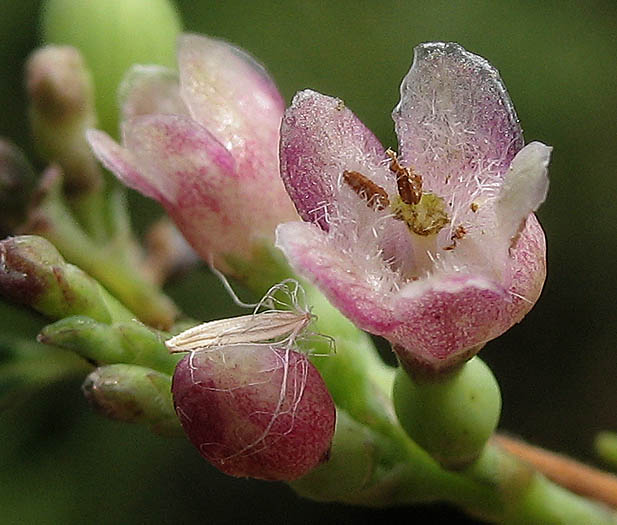 Detailed Picture 1 of Symphoricarpos mollis