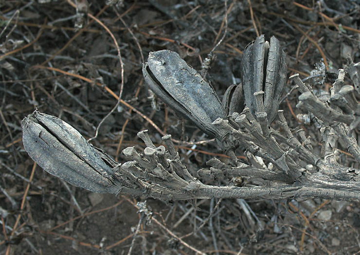 Detailed Picture 8 of Agave americana var. americana