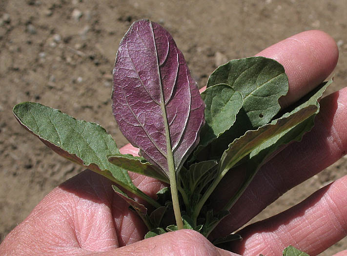 Detailed Picture 6 of Amaranthus powellii