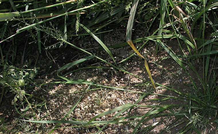 Detailed Picture 4 of Eragrostis barrelieri