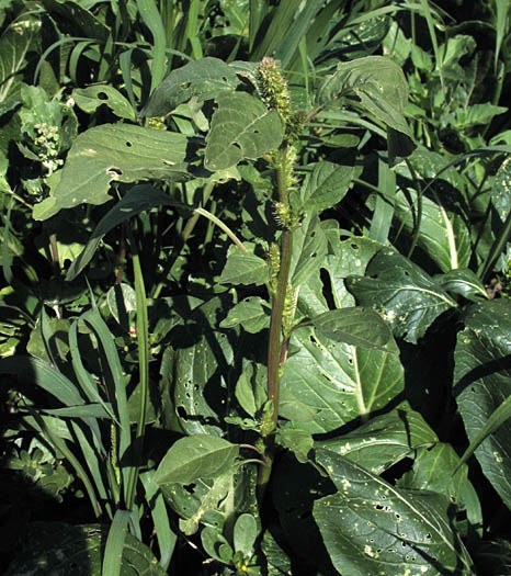 Detailed Picture 5 of Amaranthus powellii