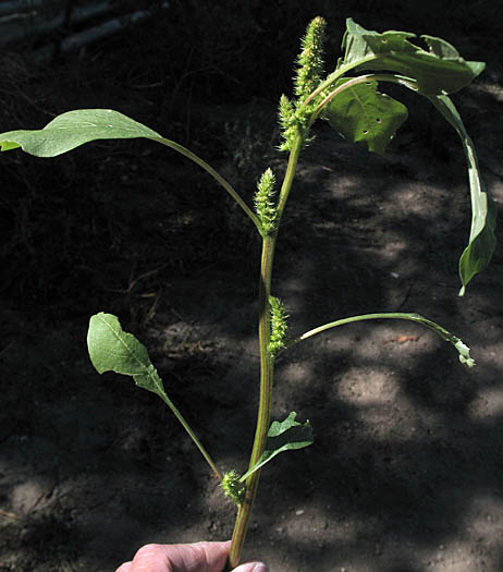 Detailed Picture 4 of Amaranthus powellii