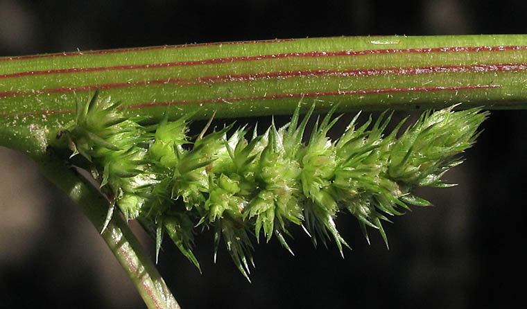 Detailed Picture 3 of Amaranthus powellii